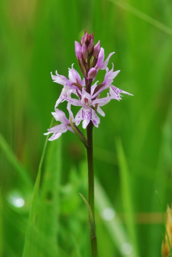 Common spotted orchid, Dactylorhiza fuchsii 2